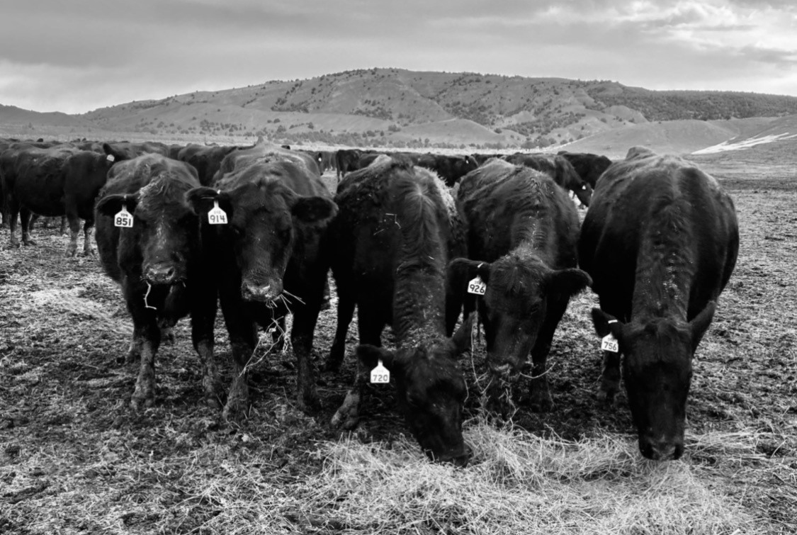 cows eating hay